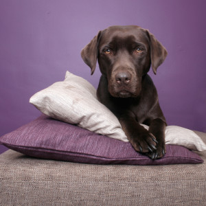 stockvault-labrador-dog-portrait130871