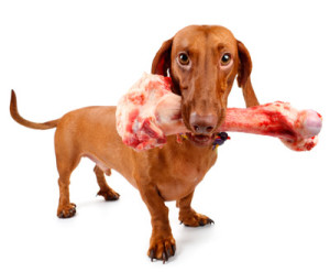 Can dogs eat shop leg of lamb bones