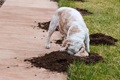 Dig-In-dog-worms-1.jpg