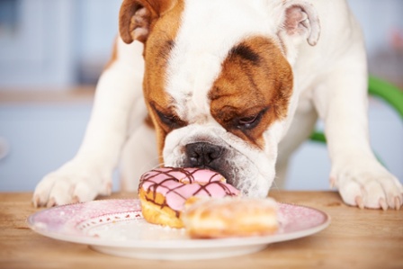 can dog pancreatitis be caused by eating one thing