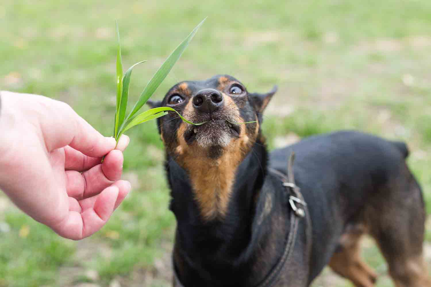 DigIn-dog-eat-grass.jpg
