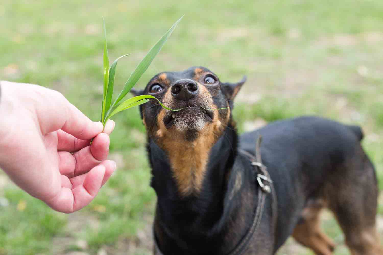 why dies my dog eat grass