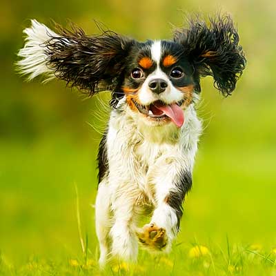 5 Ways To Improve Your Dog's Health - Dig-in