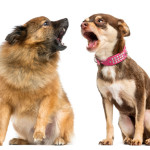 5 reasons why your dog barks too much