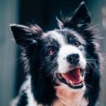 8 Signs Your Dog Is Happy