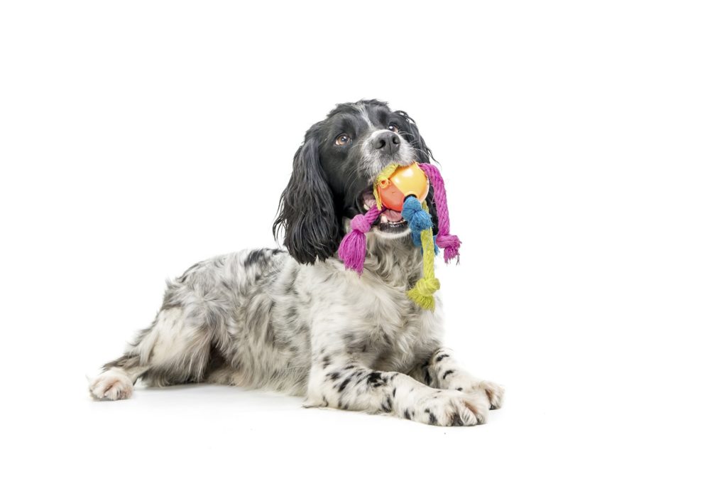 do cocker spaniels suffer from separation anxiety