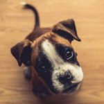 Probiotics For Dogs Or Prebiotics for Dogs: What’s the difference, what should I be using?