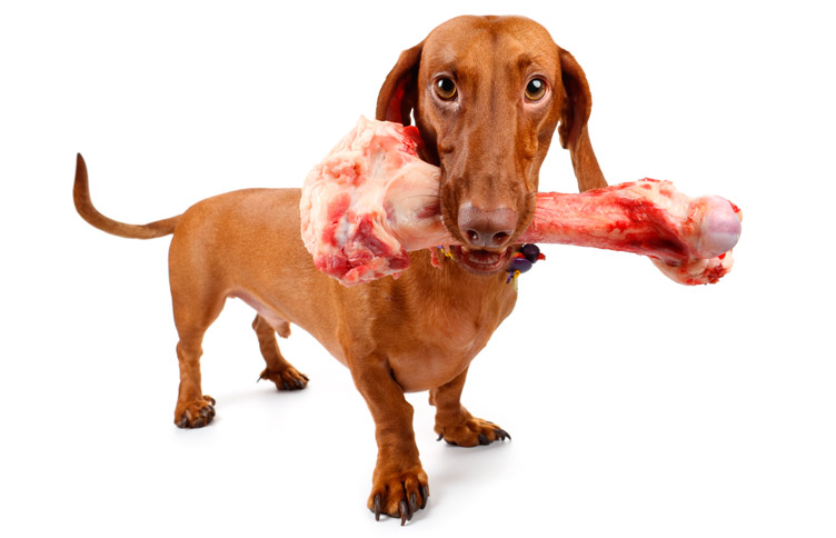 What type of bones should I feed my dog?