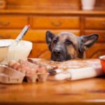 The Ultimate Healthy Pet Food – Why use ‘Dig-In’ Fresh?