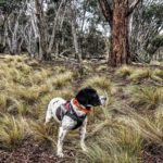 Dig-In: Proud to assist the Koala detection dogs