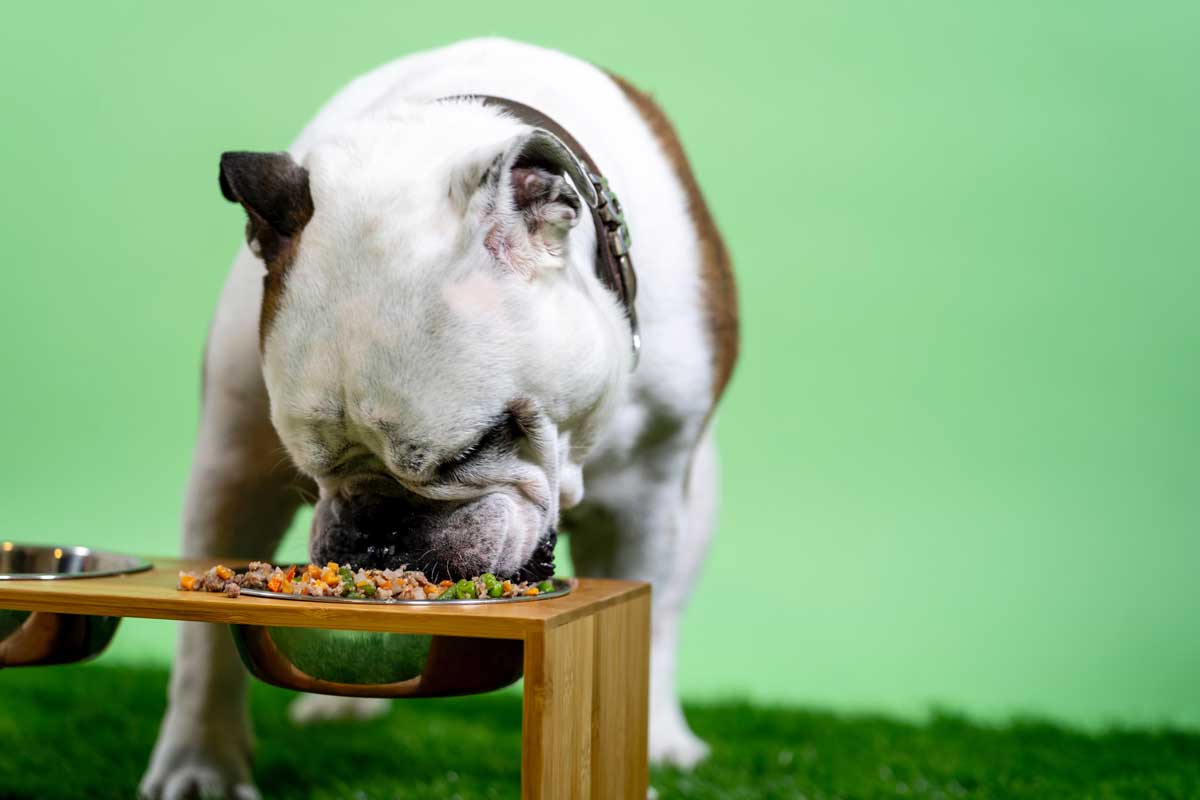 English bulldog outlet supplements