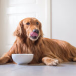 Can My Dog Eat Yoghurt for Probiotics