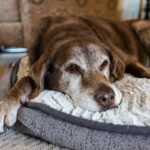 How can you fight Dog Joint Pain?