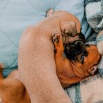 5 Common Puppy Behavior Problems to sort out early
