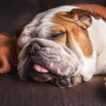 How to combat the four most common canine allergies and skin conditions