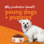 Why Prebiotics Benefit Young Dogs & Puppies