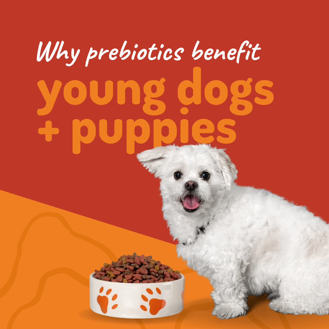 why-prebiotics-benefit-young-dogs-puppies-dig-in