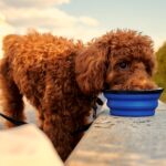 Unleash the Power of Good Bacteria: How Dig-In Canine Prebiotic Supplement Helps Your Dog’s Stomach