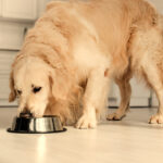 Picky Eaters Rejoice: How Dig-In Can Make Mealtime a Happy Experience for Your Dog
