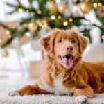 5 Fun & Healthy Christmas Treats for Your Furry Friend