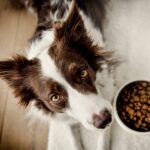5 Signs it’s Time to Switch Dog Foods