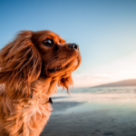 Summertime Blues: Preparing Your Dog for the Season Change