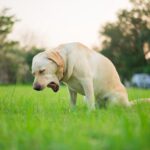 Kennel Cough: Prevention Tips for Your Dog