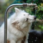 Keep Your Pup Hydrated: Avoiding Doggy Dehydration in the Hot Aussie Summer