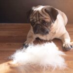 Shedding Season: Navigating Your Dog’s Summer Coat